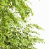AV Acer Saccharinum and European Bladdernut Spring 2 Trees - Thumbnail 3