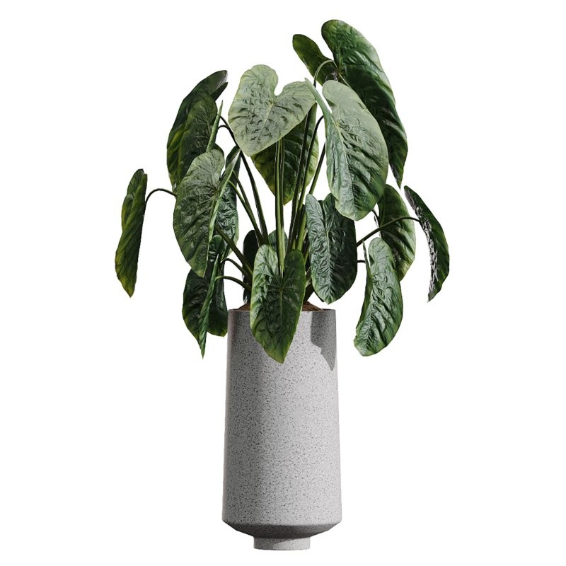 AV Indoor Plants Set 406 Cunjevoi Alocasia and Euphorbia Drupifera and Schefflera Arboricola and Yucca Elephantipes - Image 2