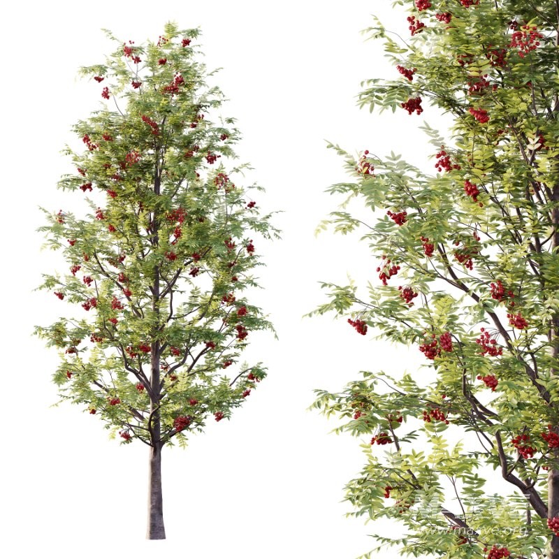 Rowan Fruit Tree 03 - Image 1