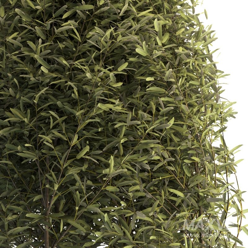 Outdoor Plant 01 - Image 5