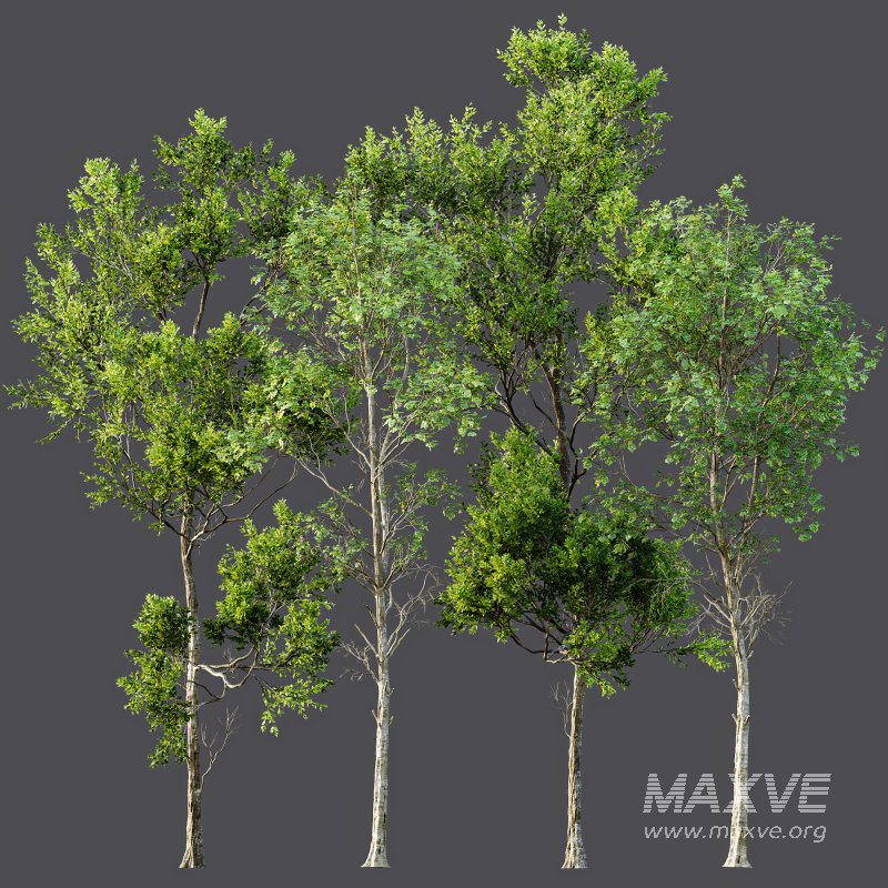 AV Fagus Grandifolia and Fagus Sylvatica - Image 7