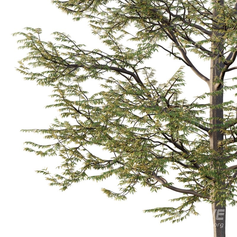 Mountain Ash Tree 11 - Image 4