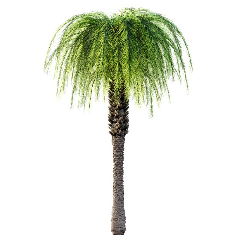 Phoenix roebelenii Palm Trees 01 - Image 5