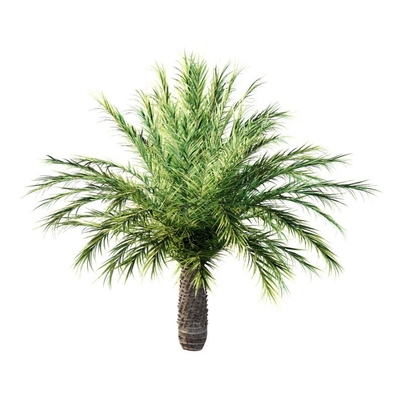 Phoenix roebelenii Palm Trees 03 - Image 3