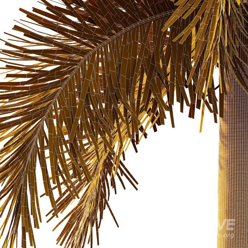 Roystonea Regia Tree 05 - Image 4