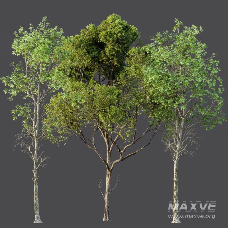 AV Fagus Sylvatica and Acer Pseudoplatanus - Image 5