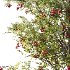 Rowan Fruit Tree 02 - Thumbnail 4