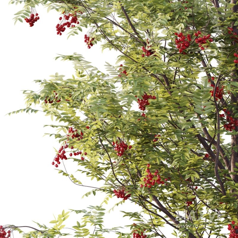 Rowan Fruit Tree 02 - Image 4