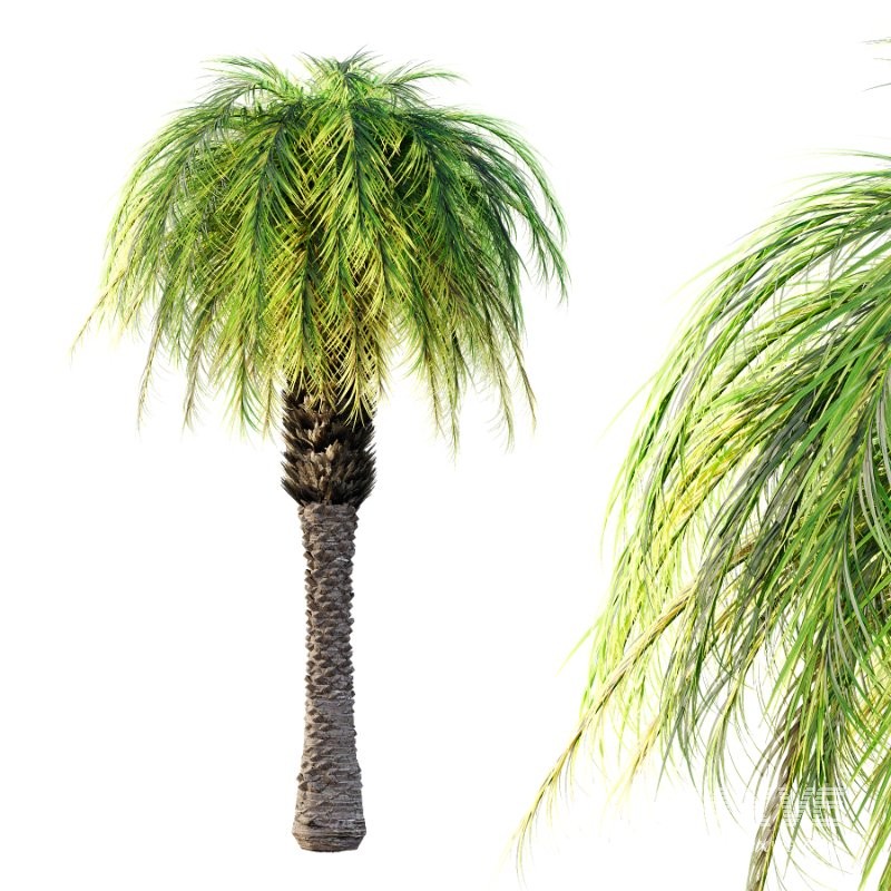 Phoenix roebelenii Palm Trees 01 - Image 4