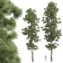 AV Pinus Engelmannii and Pinus Palustris - Thumbnail 4