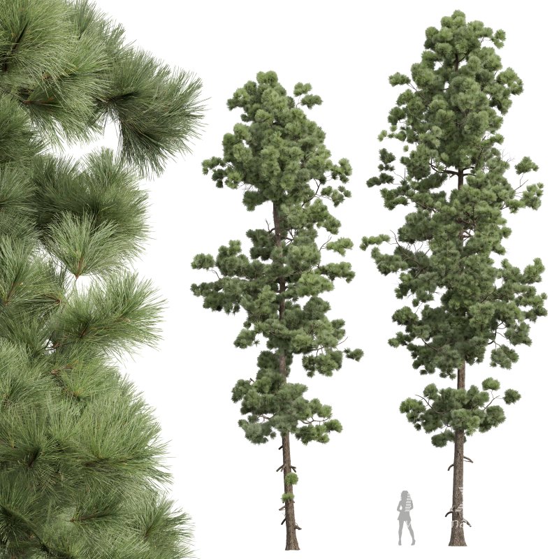 AV Pinus Engelmannii and Pinus Palustris - Image 4