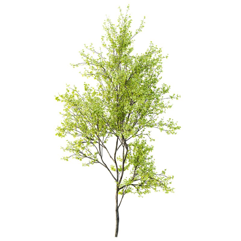 AV Acer Saccharinum and European Bladdernut Spring 2 Trees - Image 5