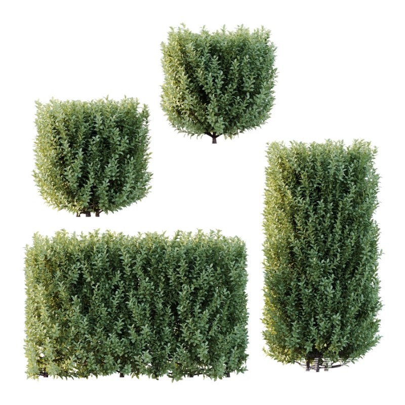 Frutices Fortescue Euonymus 07 - Image 1