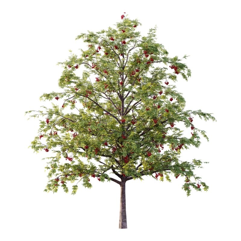 Rowan Fruit Tree 05 - Image 1