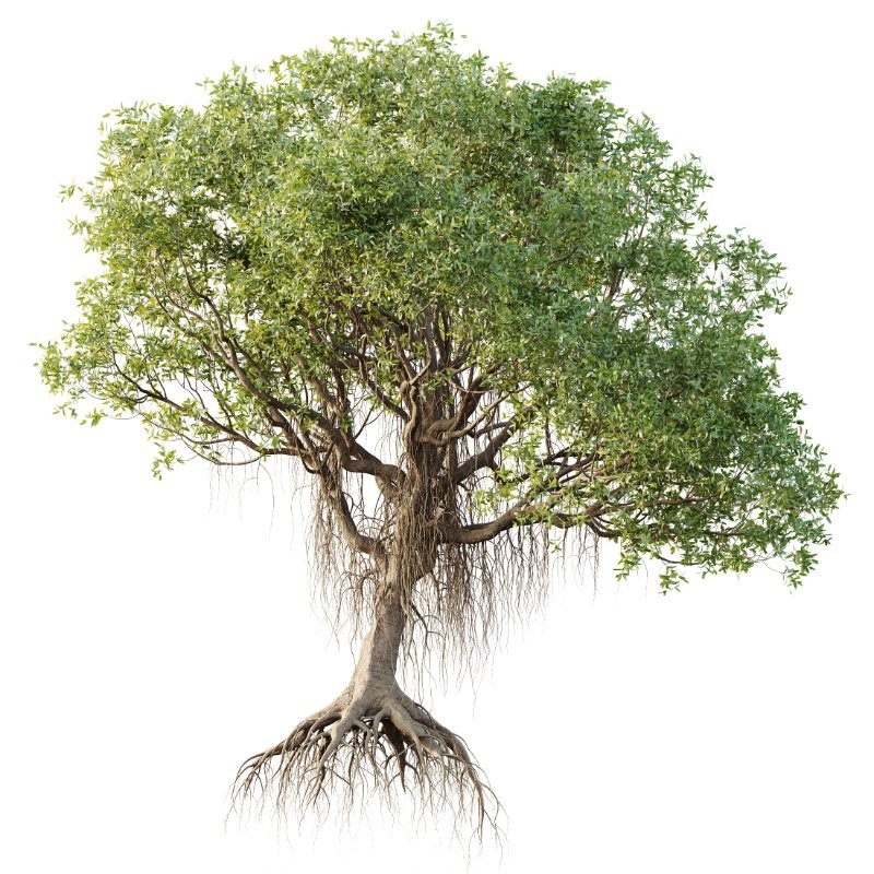 AV Mangrove Gray Avicennia Marina - Image 3