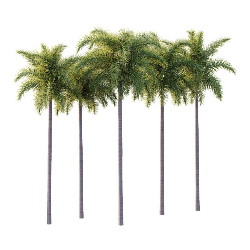 Roystonea Regia Tree 04 - Image 2