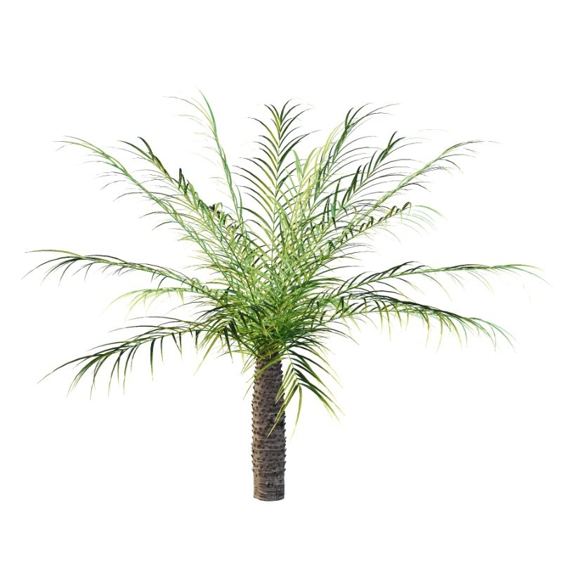 Phoenix roebelenii Palm Trees 05 - Image 4