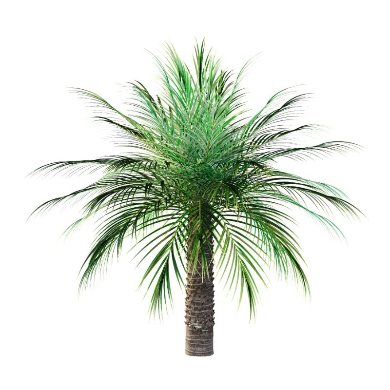 Phoenix roebelenii Palm Trees 06 - Image 7