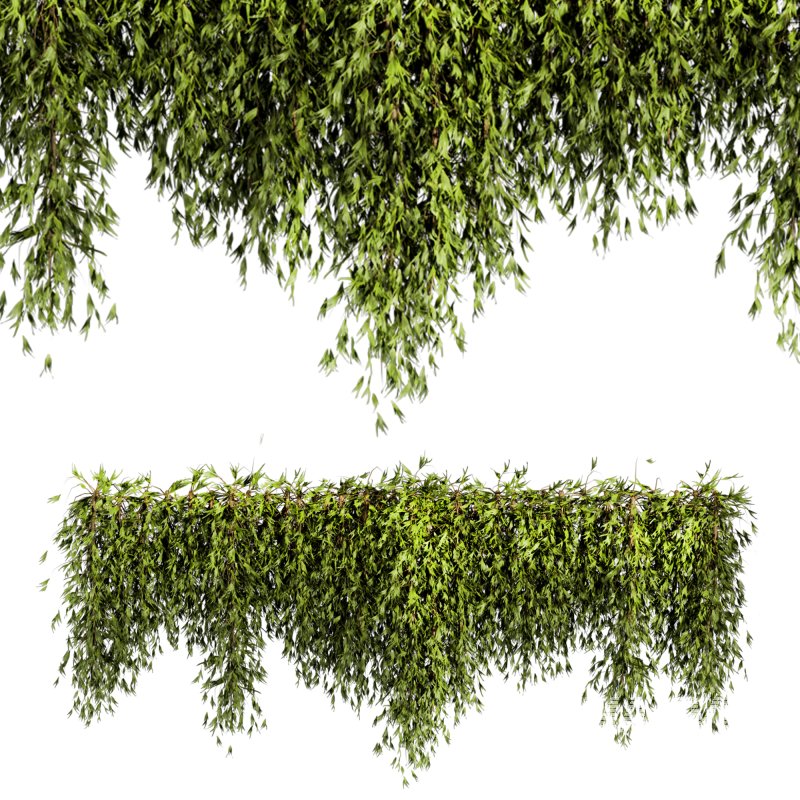 ivy plants - Image 3