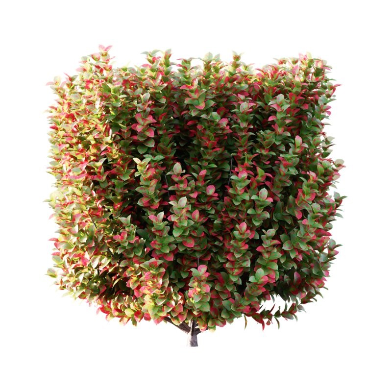 s vary widely among different species and between different English-speaking countries, but include spindle (or spindle tree), burning-bush, strawberry-bush, wahoo, wintercreeper, or simply euonymus. It has about 140 species of deciduous and evergreen shrubs, small trees and lianas. They are mostly native to East Asia, extending to the Himalayas, and they are also distributed in Europe, Australasia, North America, and Madagascar. Fifty species are endemic to China. - Image 2