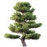 AV 2 trees Pinus Bonsai Sylvestris Pine Parviflora Scotch Contorta - Thumbnail 2