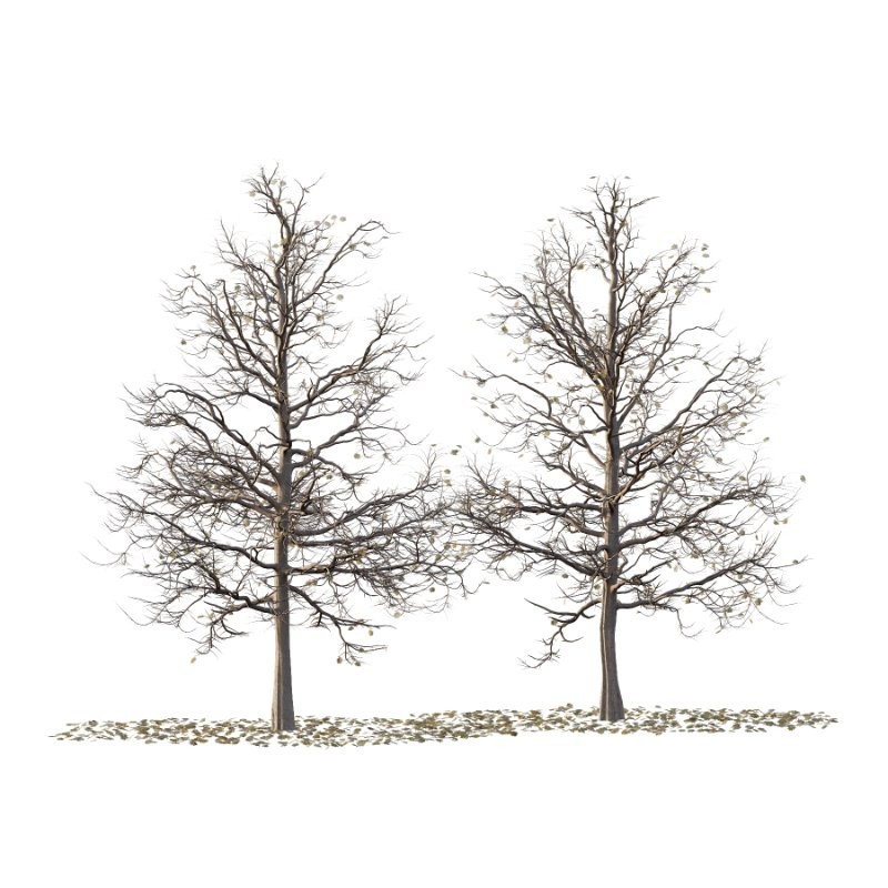 Mountain Ash Tree 18 - Image 2