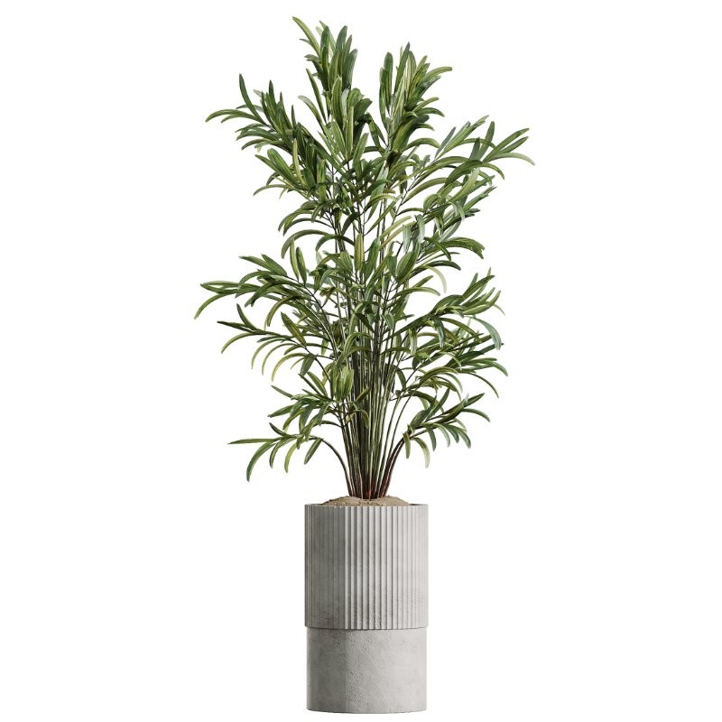 AV Indoor Plants Set 410 Orange Palm Ficus Marginata Olive - Image 3