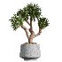 AV Indoor Plants Set 406 Cunjevoi Alocasia and Euphorbia Drupifera and Schefflera Arboricola and Yucca Elephantipes - Thumbnail 4