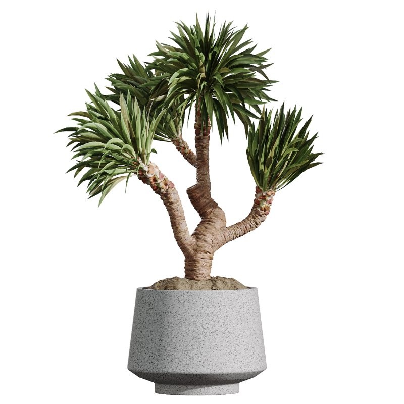 AV Indoor Plants Set 406 Cunjevoi Alocasia and Euphorbia Drupifera and Schefflera Arboricola and Yucca Elephantipes - Image 4