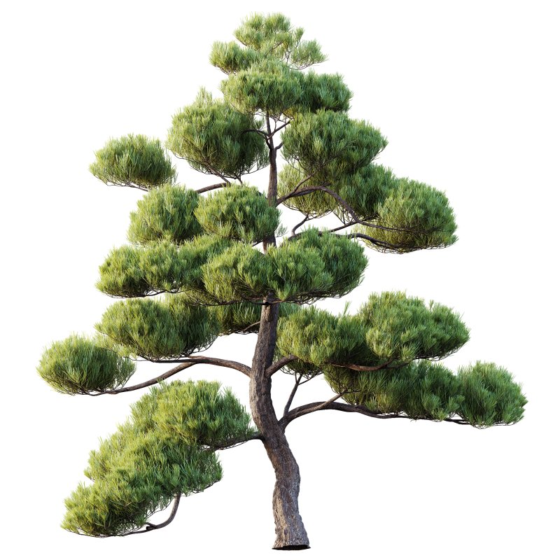 AV 2 trees Pinus Bonsai Sylvestris Pine Parviflora Scotch Contorta - Image 1