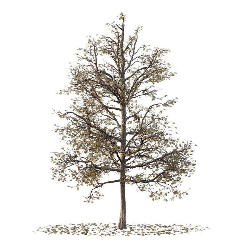 Mountain Ash Tree 17 - Image 2