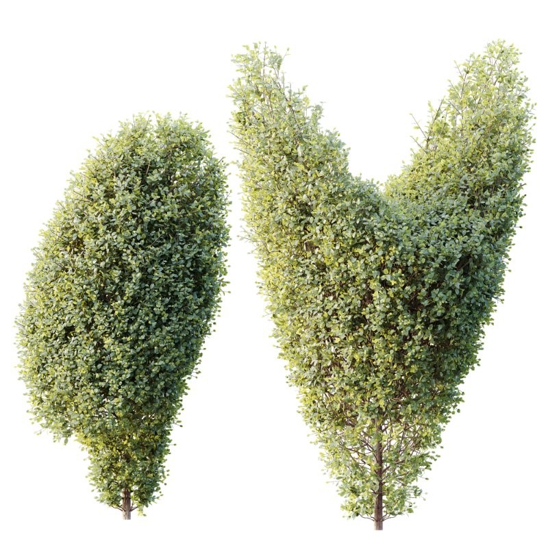 AV Ficus Concinna Bonsai Pruned Version11 - Image 2