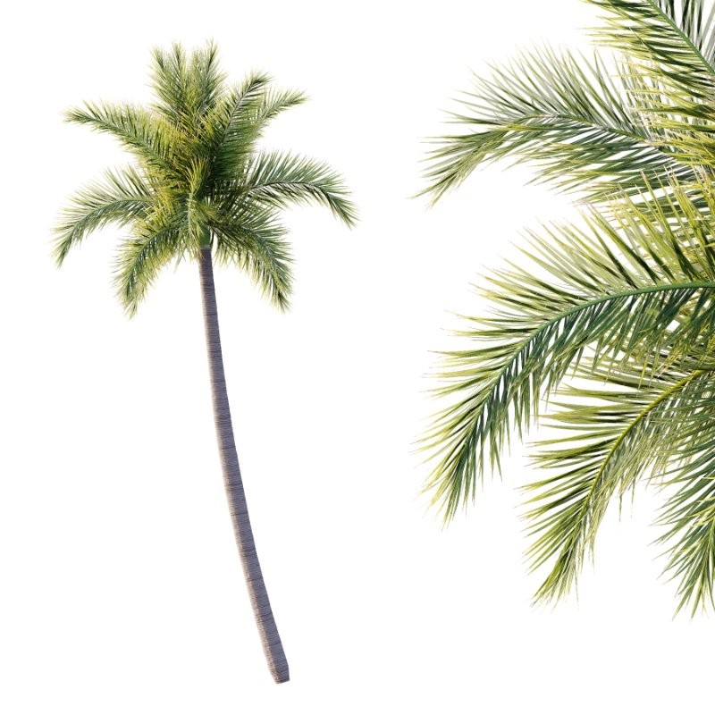 Roystonea Regia Tree 06 - Image 5