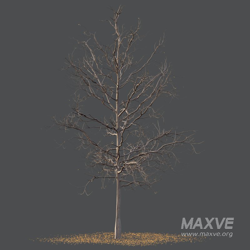 Mountain Ash Tree 03 - Image 3