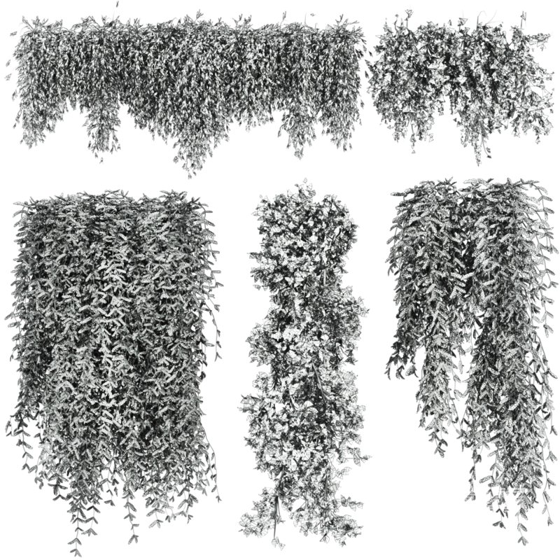 ivy plants - Image 4