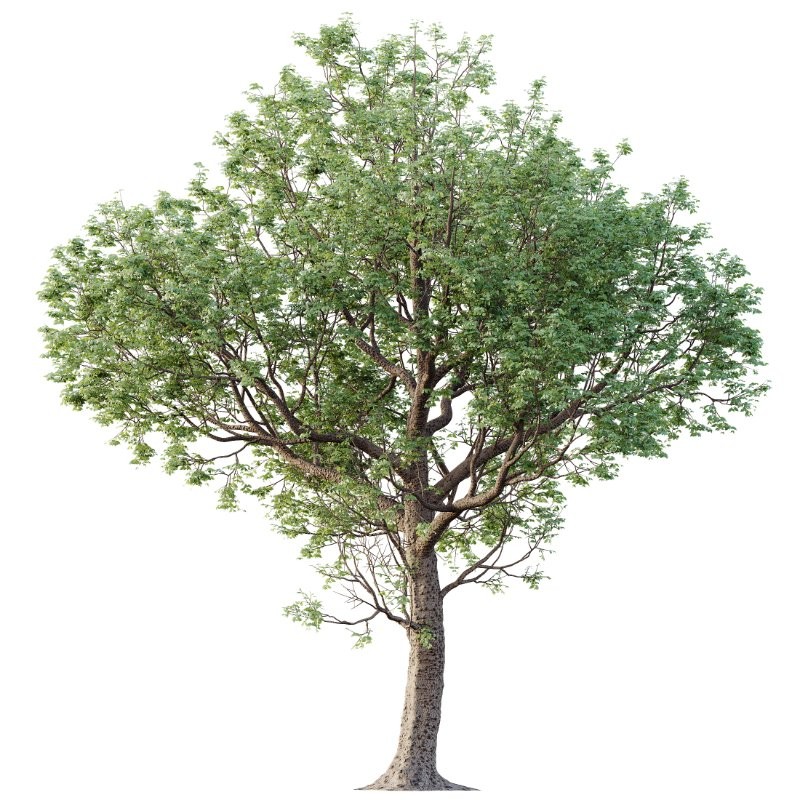 AV Celtis laevigata Sugarberry Hackberry and Banyan Ficus Benghalensis - Image 3