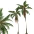 AV Cocos Nucifera 6 palm trees - Thumbnail 2