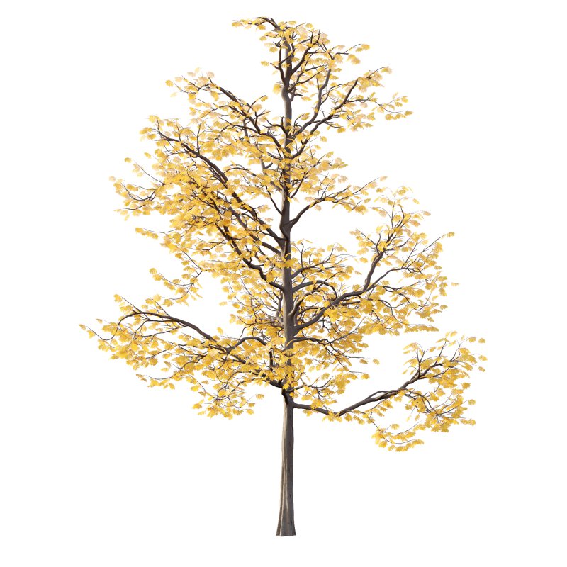 Mountain Ash Tree 01 - Image 2