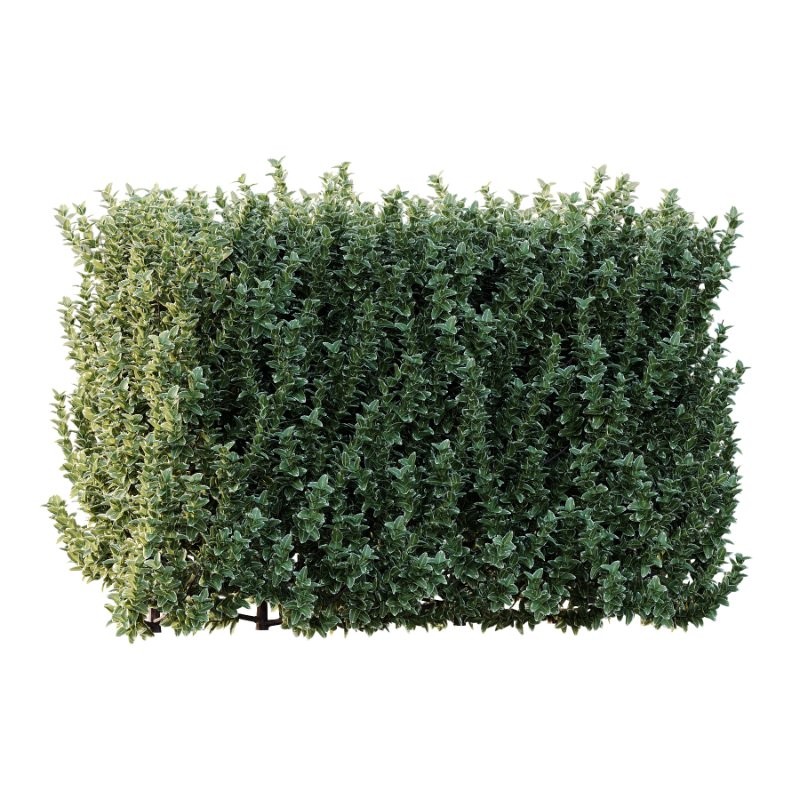 s vary widely among different species and between different English-speaking countries, but include spindle (or spindle tree), burning-bush, strawberry-bush, wahoo, wintercreeper, or simply euonymus. It has about 140 species of deciduous and evergreen shrubs, small trees and lianas. They are mostly native to East Asia, extending to the Himalayas, and they are also distributed in Europe, Australasia, North America, and Madagascar. Fifty species are endemic to China.The inconspicuous flowers occur in small groups, and can be green, yellow, pink or maroon in color depending on species. The leaves are opposite (rarely alternate) and simple ovoid, typically 2–15 cm long, and usually with a finely serrated margin. The fruit is a pink or white four- or five-valved pod-like berry, which splits open to reveal the fleshy-coated orange or red seeds. - Image 3