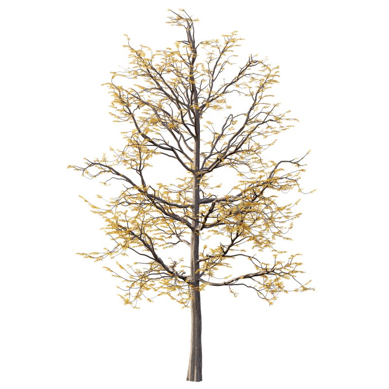 Mountain Ash Tree 08 - Image 4