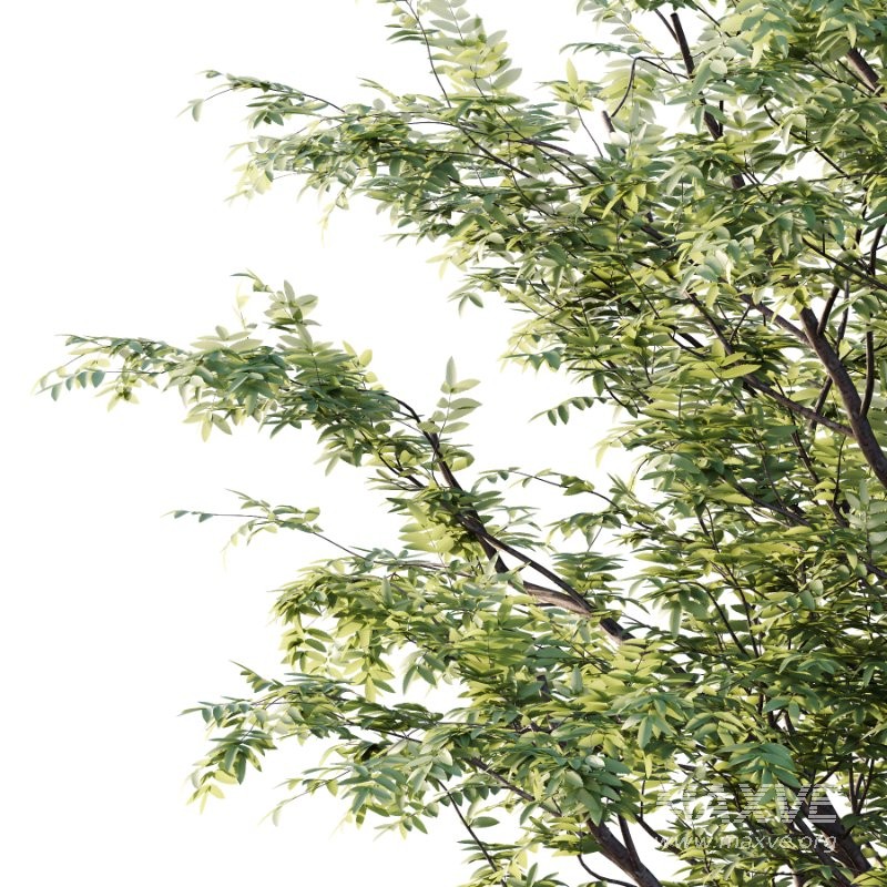 Rowan tree 08 - Image 3