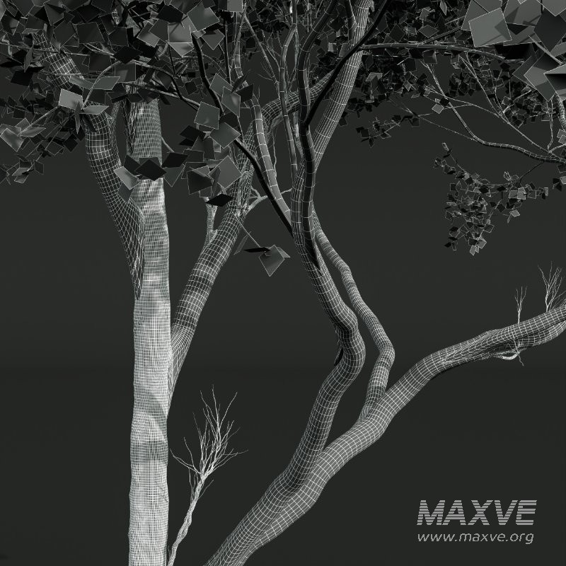 AV Fagus Sylvatica and Acer Pseudoplatanus - Image 10