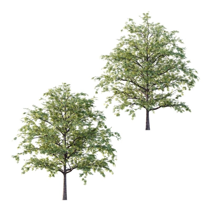 Rowan tree 06 - Image 2