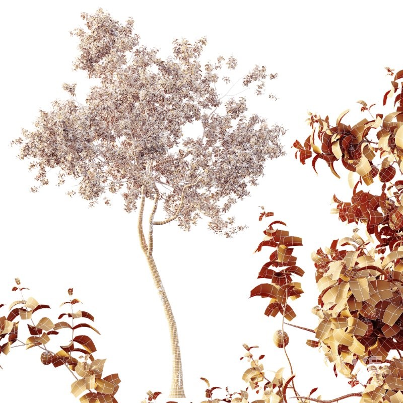 AV Plants Armeniaca Vulgaris Prunus Version02 - Image 4