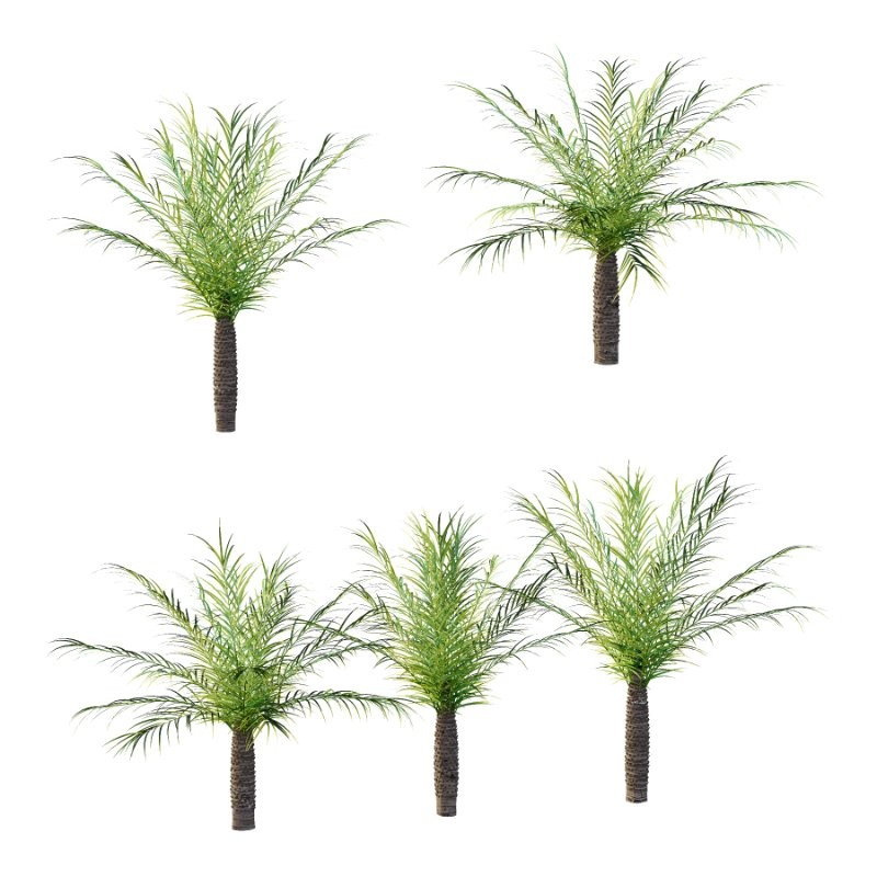 Phoenix roebelenii Palm Trees 05 - Image 2