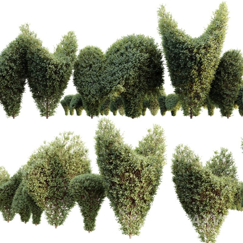 AV Ficus Concinna Bonsai Pruned Version11 - Image 3