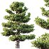AV Carpinus Betulus and Pinus Bonsai Sylvestris Pine Parviflora Scotch Contorta - Thumbnail 3