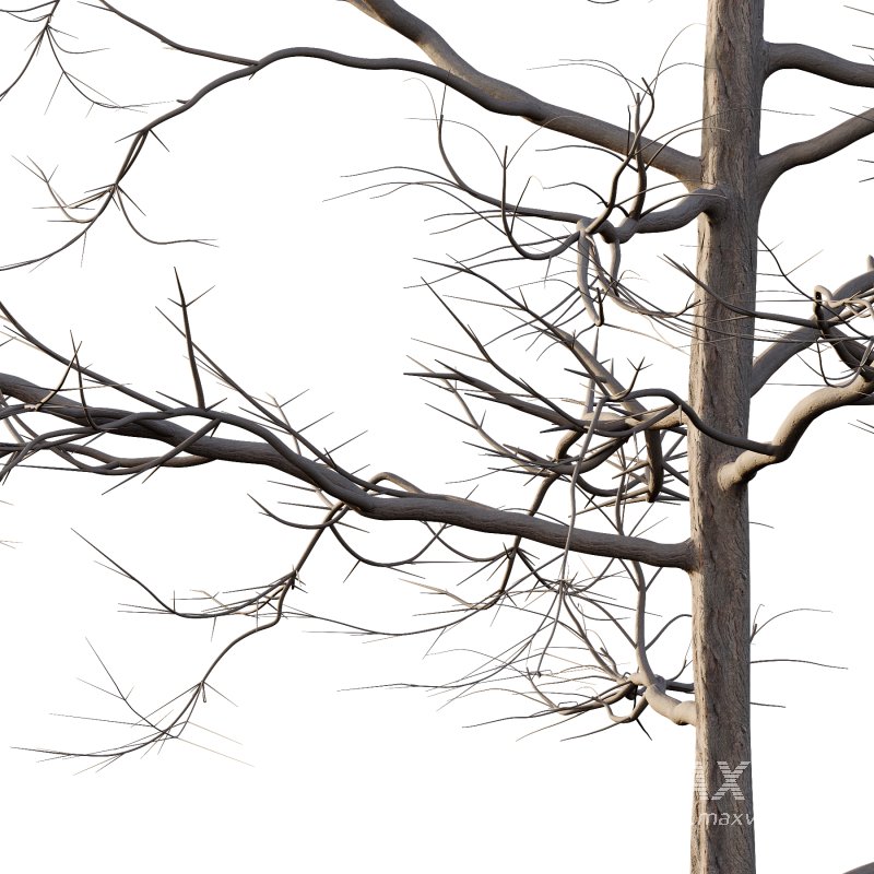 Mountain Ash Tree 06 - Image 6