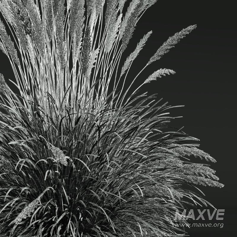 ntal grass set. Featuring the iconic Calamagrostis Acutiflora ‘Karl Foerster’—known for its tall, upright plumes—and the soft, arching forms of Stipa Arundinacea (Anemanthele Lessoniana), this collection captures the subtle beauty and dynamic movement of real-world meadow vegetation. - Image 13