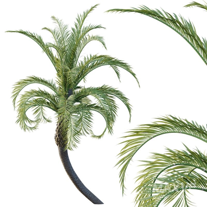 Curly Palm Tree 03 - Image 2